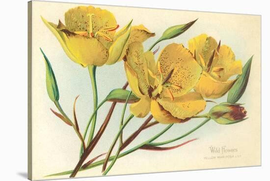 Yellow Mariposa Lily-null-Stretched Canvas