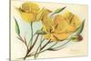 Yellow Mariposa Lily-null-Stretched Canvas