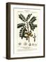 Yellow Mombin or Hog Plum, Spondias Monbin-Stanghi Stanghi-Framed Giclee Print