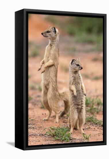 Yellow Mongoose (Cynictis Penicillata), Kgalagadi Transfrontier Park, South Africa, Africa-Ann and Steve Toon-Framed Stretched Canvas