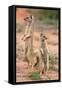 Yellow Mongoose (Cynictis Penicillata), Kgalagadi Transfrontier Park, South Africa, Africa-Ann and Steve Toon-Framed Stretched Canvas