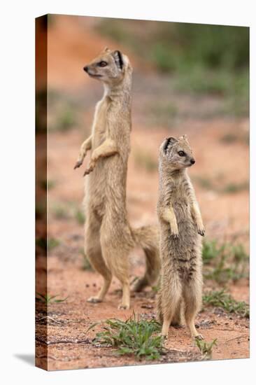 Yellow Mongoose (Cynictis Penicillata), Kgalagadi Transfrontier Park, South Africa, Africa-Ann and Steve Toon-Stretched Canvas