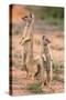 Yellow Mongoose (Cynictis Penicillata), Kgalagadi Transfrontier Park, South Africa, Africa-Ann and Steve Toon-Stretched Canvas