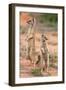 Yellow Mongoose (Cynictis Penicillata), Kgalagadi Transfrontier Park, South Africa, Africa-Ann and Steve Toon-Framed Photographic Print