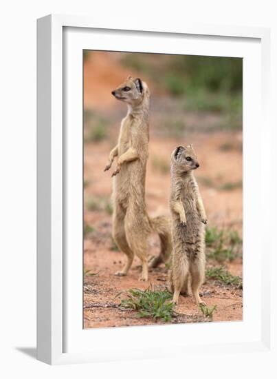 Yellow Mongoose (Cynictis Penicillata), Kgalagadi Transfrontier Park, South Africa, Africa-Ann and Steve Toon-Framed Photographic Print