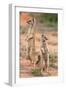 Yellow Mongoose (Cynictis Penicillata), Kgalagadi Transfrontier Park, South Africa, Africa-Ann and Steve Toon-Framed Photographic Print