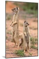 Yellow Mongoose (Cynictis Penicillata), Kgalagadi Transfrontier Park, South Africa, Africa-Ann and Steve Toon-Mounted Photographic Print