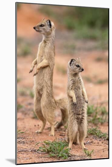 Yellow Mongoose (Cynictis Penicillata), Kgalagadi Transfrontier Park, South Africa, Africa-Ann and Steve Toon-Mounted Photographic Print