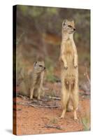 Yellow Mongoose (Cynictis Penicillata), Kgalagadi Transfrontier Park, South Africa, Africa-Ann and Steve Toon-Stretched Canvas