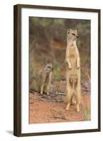 Yellow Mongoose (Cynictis Penicillata), Kgalagadi Transfrontier Park, South Africa, Africa-Ann and Steve Toon-Framed Photographic Print