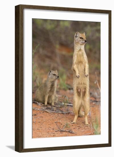 Yellow Mongoose (Cynictis Penicillata), Kgalagadi Transfrontier Park, South Africa, Africa-Ann and Steve Toon-Framed Photographic Print