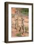 Yellow Mongoose (Cynictis Penicillata), Kgalagadi Transfrontier Park, South Africa, Africa-Ann and Steve Toon-Framed Photographic Print