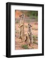 Yellow Mongoose (Cynictis Penicillata), Kgalagadi Transfrontier Park, South Africa, Africa-Ann and Steve Toon-Framed Photographic Print