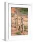 Yellow Mongoose (Cynictis Penicillata), Kgalagadi Transfrontier Park, South Africa, Africa-Ann and Steve Toon-Framed Photographic Print