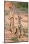 Yellow Mongoose (Cynictis Penicillata), Kgalagadi Transfrontier Park, South Africa, Africa-Ann and Steve Toon-Mounted Photographic Print