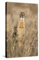 Yellow mongoose (Cynictis penicillata), Kgalagadi Transfrontier Park, South Africa, Africa-Ann and Steve Toon-Stretched Canvas