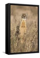 Yellow mongoose (Cynictis penicillata), Kgalagadi Transfrontier Park, South Africa, Africa-Ann and Steve Toon-Framed Stretched Canvas