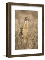 Yellow mongoose (Cynictis penicillata), Kgalagadi Transfrontier Park, South Africa, Africa-Ann and Steve Toon-Framed Photographic Print