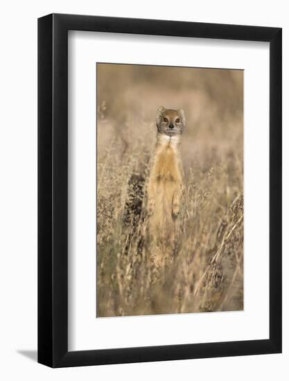 Yellow mongoose (Cynictis penicillata), Kgalagadi Transfrontier Park, South Africa, Africa-Ann and Steve Toon-Framed Photographic Print