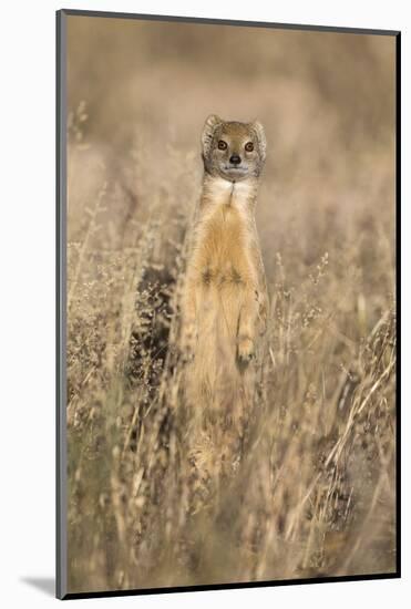 Yellow mongoose (Cynictis penicillata), Kgalagadi Transfrontier Park, South Africa, Africa-Ann and Steve Toon-Mounted Photographic Print