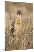 Yellow mongoose (Cynictis penicillata), Kgalagadi Transfrontier Park, South Africa, Africa-Ann and Steve Toon-Stretched Canvas