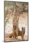 Yellow Mongoose (Cynictis Penicillata) Standing On Hind Legs With Young-Ann & Steve Toon-Mounted Photographic Print