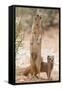 Yellow Mongoose (Cynictis Penicillata) Standing On Hind Legs With Young-Ann & Steve Toon-Framed Stretched Canvas