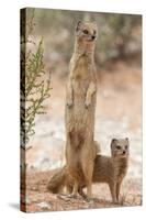 Yellow Mongoose (Cynictis Penicillata) Standing On Hind Legs With Young-Ann & Steve Toon-Stretched Canvas