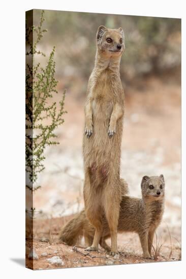 Yellow Mongoose (Cynictis Penicillata) Standing On Hind Legs With Young-Ann & Steve Toon-Stretched Canvas