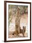 Yellow Mongoose (Cynictis Penicillata) Standing On Hind Legs With Young-Ann & Steve Toon-Framed Photographic Print