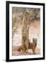 Yellow Mongoose (Cynictis Penicillata) Standing On Hind Legs With Young-Ann & Steve Toon-Framed Photographic Print