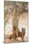 Yellow Mongoose (Cynictis Penicillata) Standing On Hind Legs With Young-Ann & Steve Toon-Mounted Photographic Print