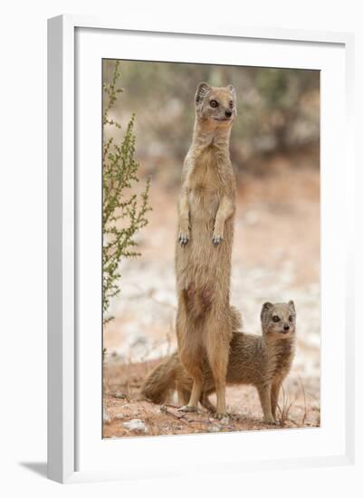 Yellow Mongoose (Cynictis Penicillata) Standing On Hind Legs With Young-Ann & Steve Toon-Framed Photographic Print