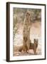 Yellow Mongoose (Cynictis Penicillata) Standing On Hind Legs With Young-Ann & Steve Toon-Framed Photographic Print