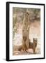 Yellow Mongoose (Cynictis Penicillata) Standing On Hind Legs With Young-Ann & Steve Toon-Framed Photographic Print