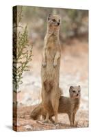 Yellow Mongoose (Cynictis Penicillata) Standing On Hind Legs With Young-Ann & Steve Toon-Stretched Canvas