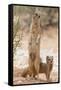 Yellow Mongoose (Cynictis Penicillata) Standing On Hind Legs With Young-Ann & Steve Toon-Framed Stretched Canvas