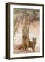 Yellow Mongoose (Cynictis Penicillata) Standing On Hind Legs With Young-Ann & Steve Toon-Framed Photographic Print