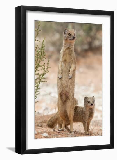 Yellow Mongoose (Cynictis Penicillata) Standing On Hind Legs With Young-Ann & Steve Toon-Framed Photographic Print