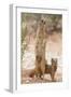 Yellow Mongoose (Cynictis Penicillata) Standing On Hind Legs With Young-Ann & Steve Toon-Framed Photographic Print