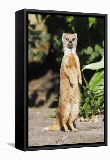 Yellow Mongoose Standing Alert on Back Legs-null-Framed Stretched Canvas