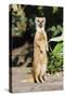 Yellow Mongoose Standing Alert on Back Legs-null-Stretched Canvas