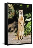 Yellow Mongoose Standing Alert on Back Legs-null-Framed Stretched Canvas
