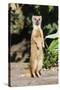 Yellow Mongoose Standing Alert on Back Legs-null-Stretched Canvas