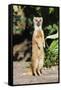 Yellow Mongoose Standing Alert on Back Legs-null-Framed Stretched Canvas