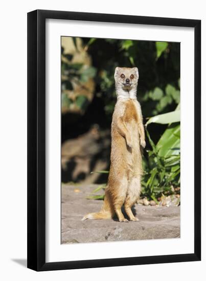 Yellow Mongoose Standing Alert on Back Legs-null-Framed Premium Photographic Print