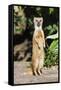 Yellow Mongoose Standing Alert on Back Legs-null-Framed Stretched Canvas