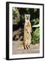 Yellow Mongoose Standing Alert on Back Legs-null-Framed Photographic Print