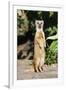 Yellow Mongoose Standing Alert on Back Legs-null-Framed Photographic Print