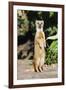 Yellow Mongoose Standing Alert on Back Legs-null-Framed Photographic Print